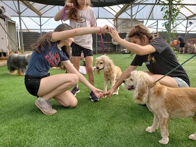 מוליז פנסיון כלבים