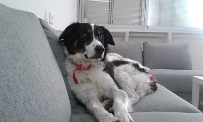 אילוף כלבים - יולה וייס