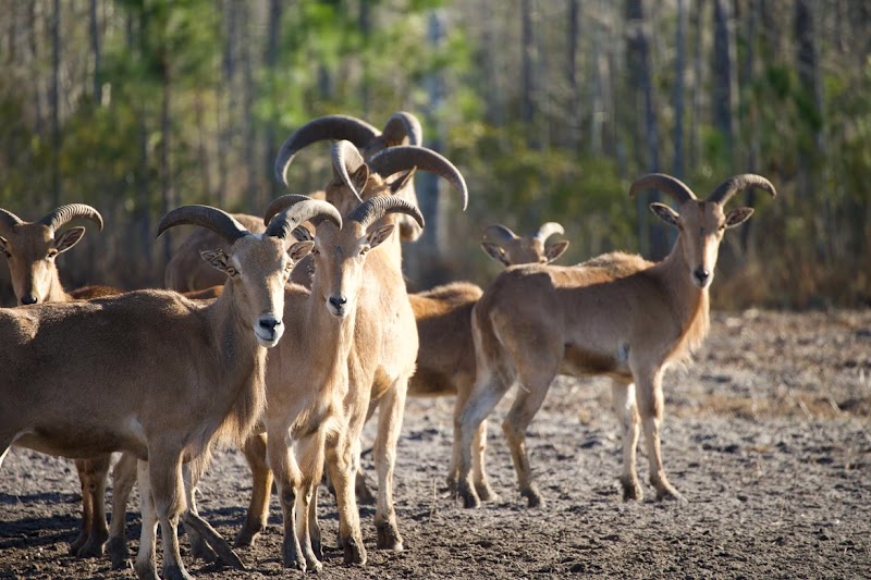 6 Mile Hunting Ranch - Photo 6