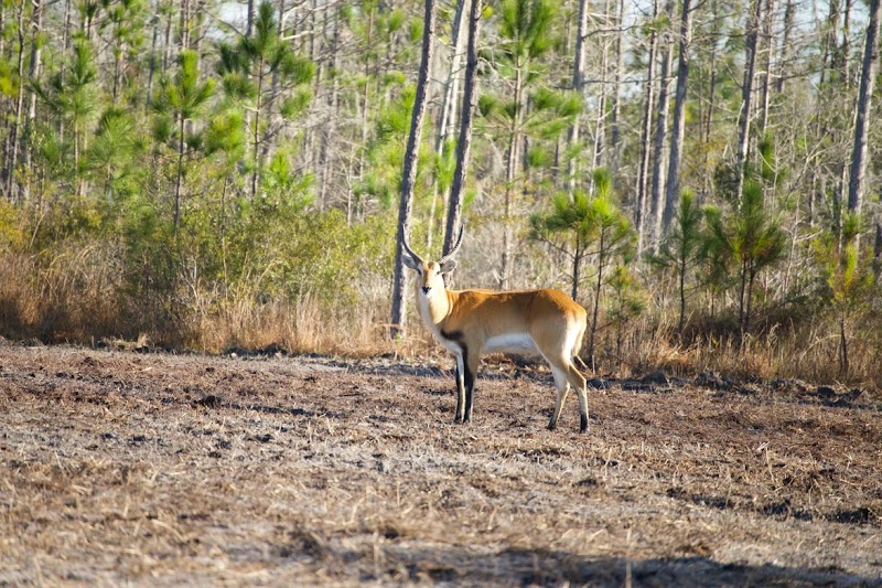 6 Mile Hunting Ranch - Photo 2