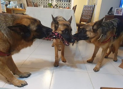 יאיר מאלף כלבים מומחה