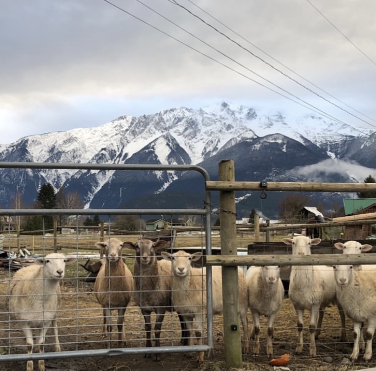 Pemberton Meat Company