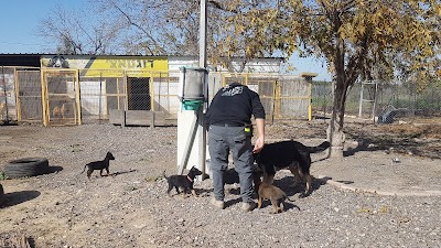 דוג טאצ'- Dog Touch אילוף ופנסיון כלבים