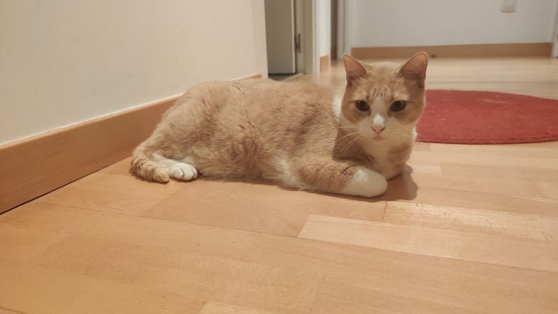 Clínica Veterinaria Portixol