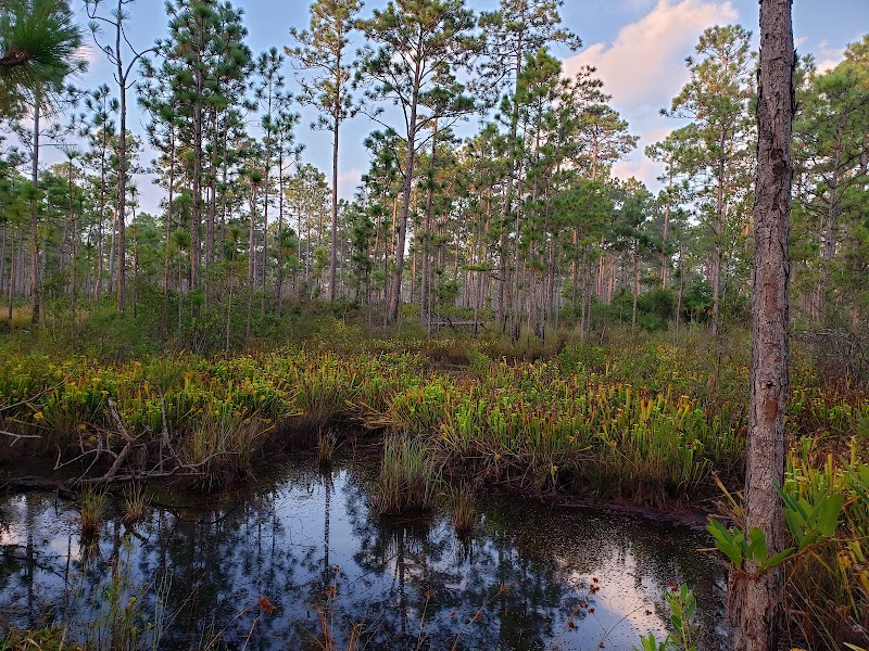 Holly Shelter Game Land