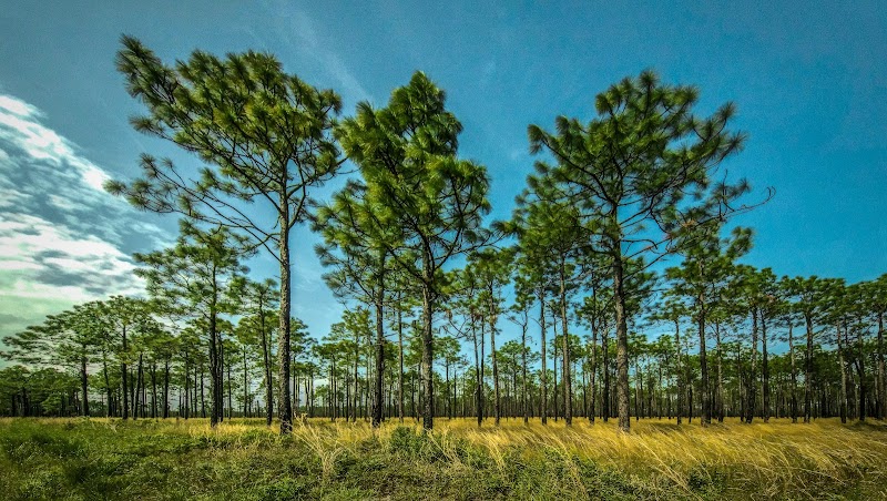 Holly Shelter Game Land