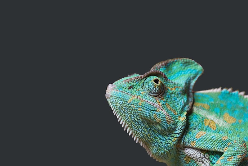 Clínica Veterinaria Exóticos Pluto