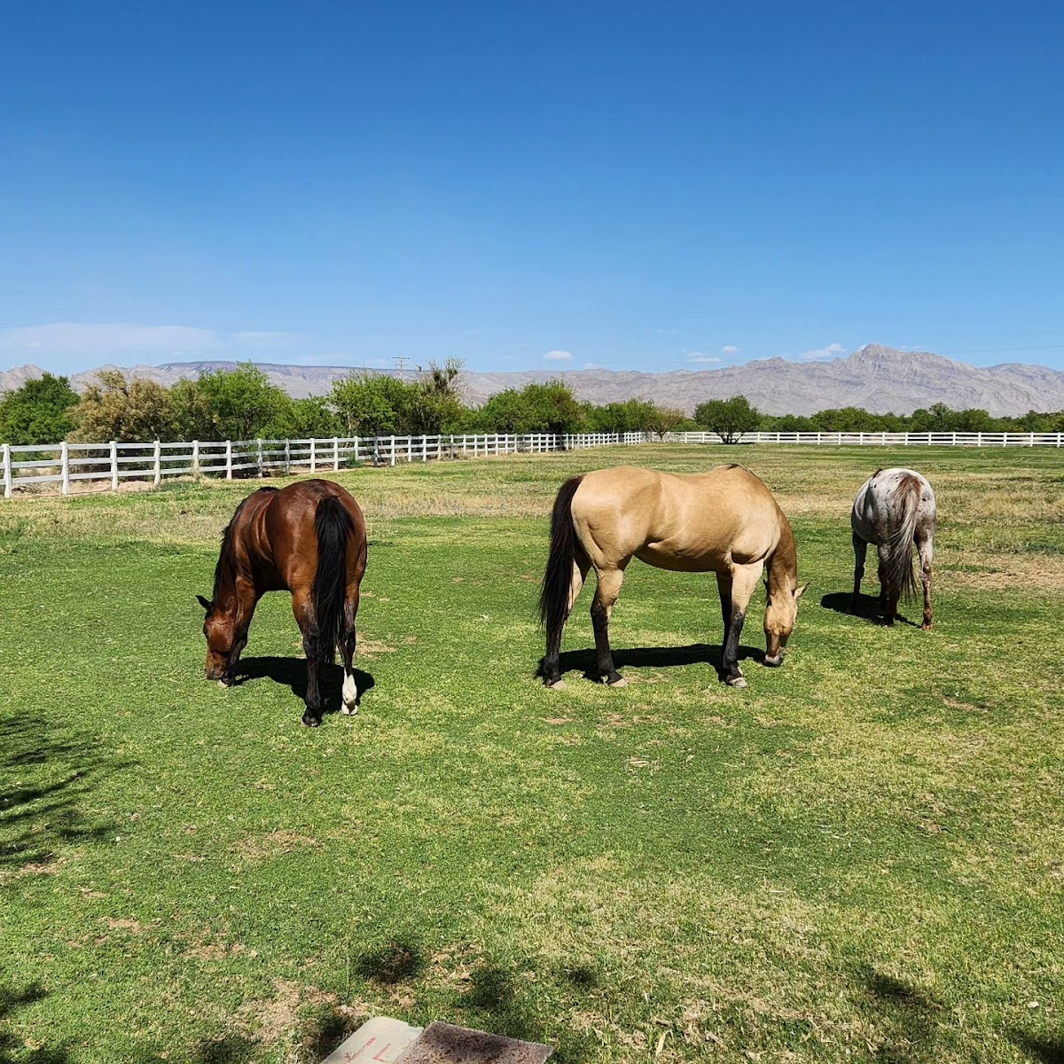 Kingston Ranch
