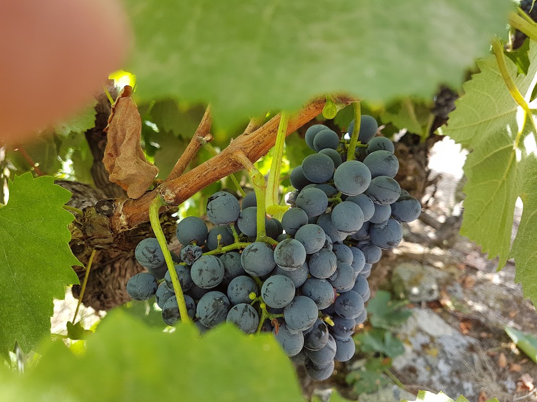 Quinta dos Monteirinhos - Vinha Grande