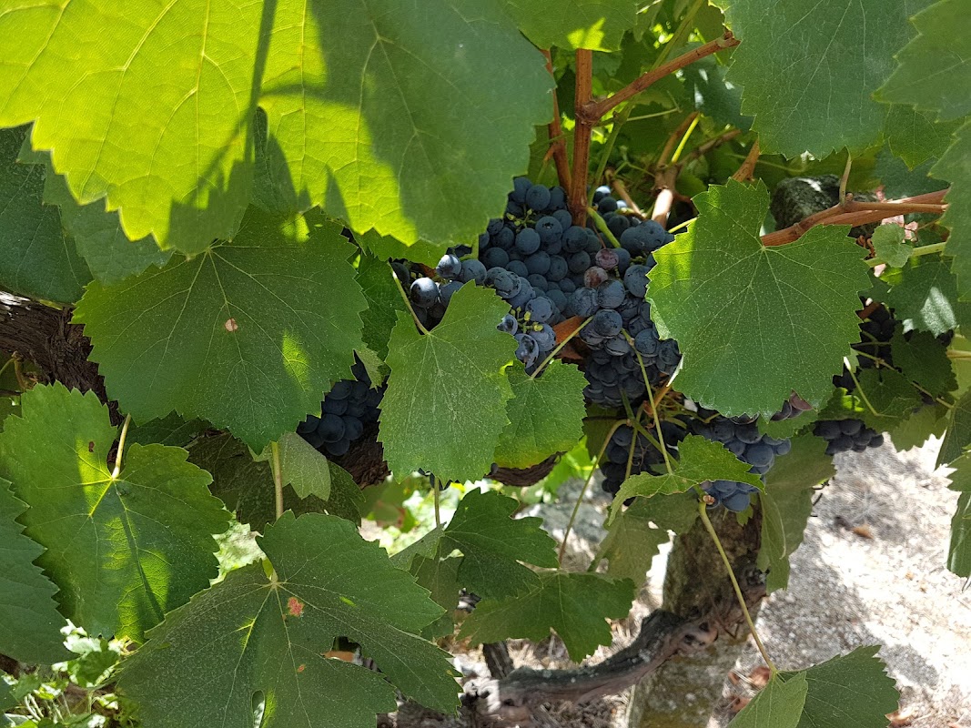 Quinta dos Monteirinhos - Vinha Grande
