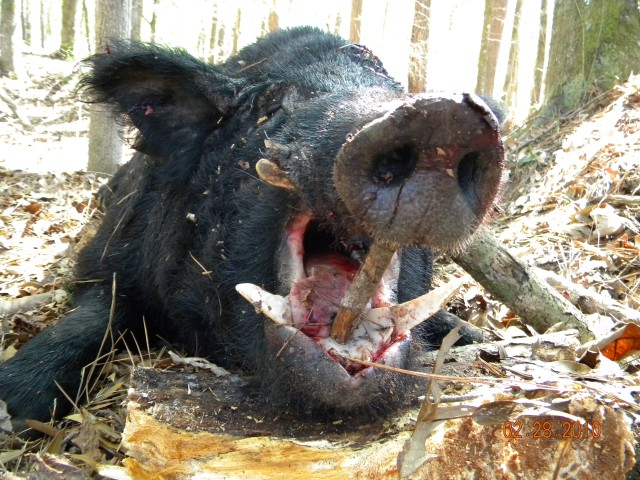 Hog Wild USA