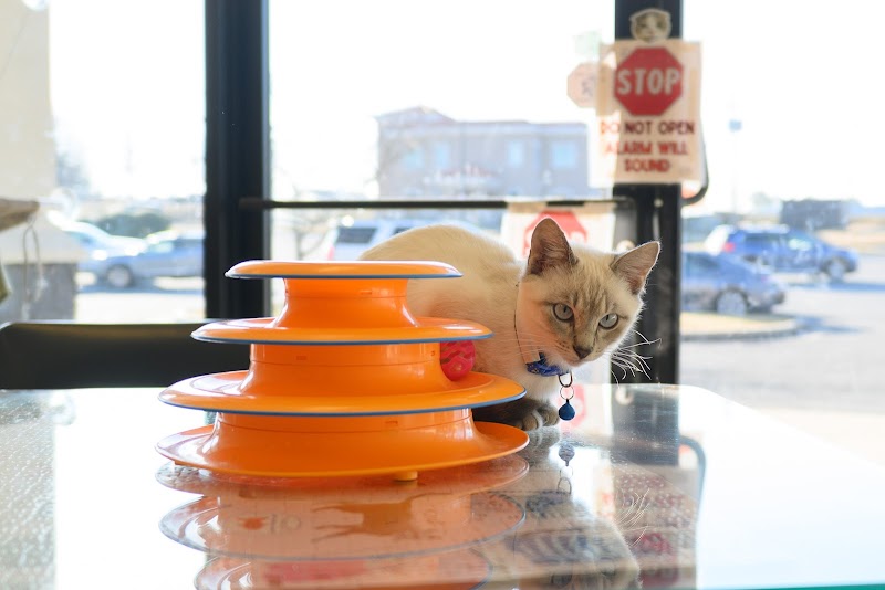 Gibson's Cat Café photo 2