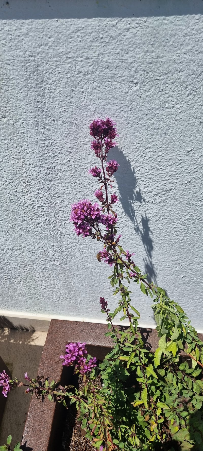 Colegio Oficial de Médicos Comarcal de Vigo photo 1