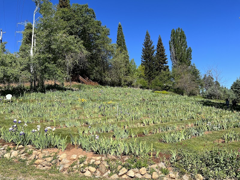 High Sierra Iris & Wedding Gardens