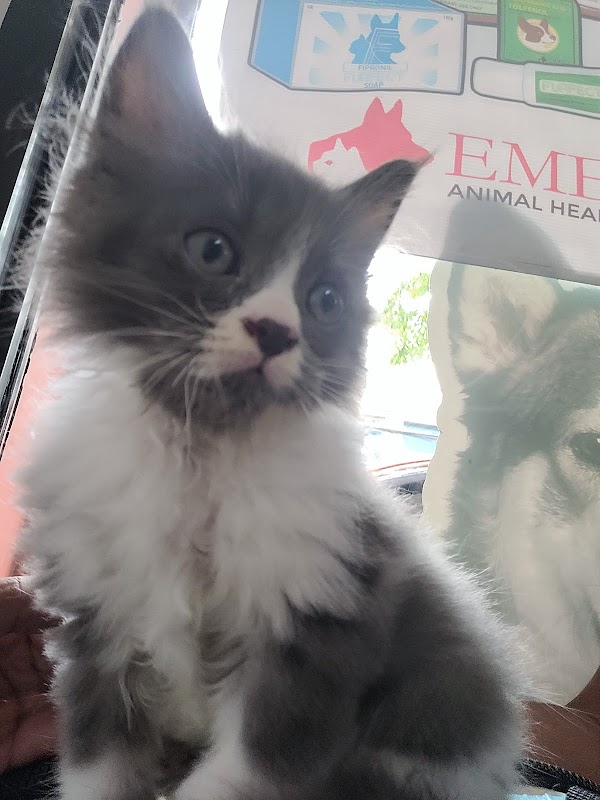 CityVets Animal Clinic