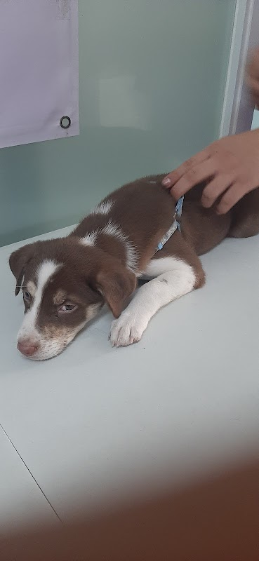 CityVets Animal Clinic