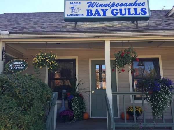 Center Harbor Bay Gulls