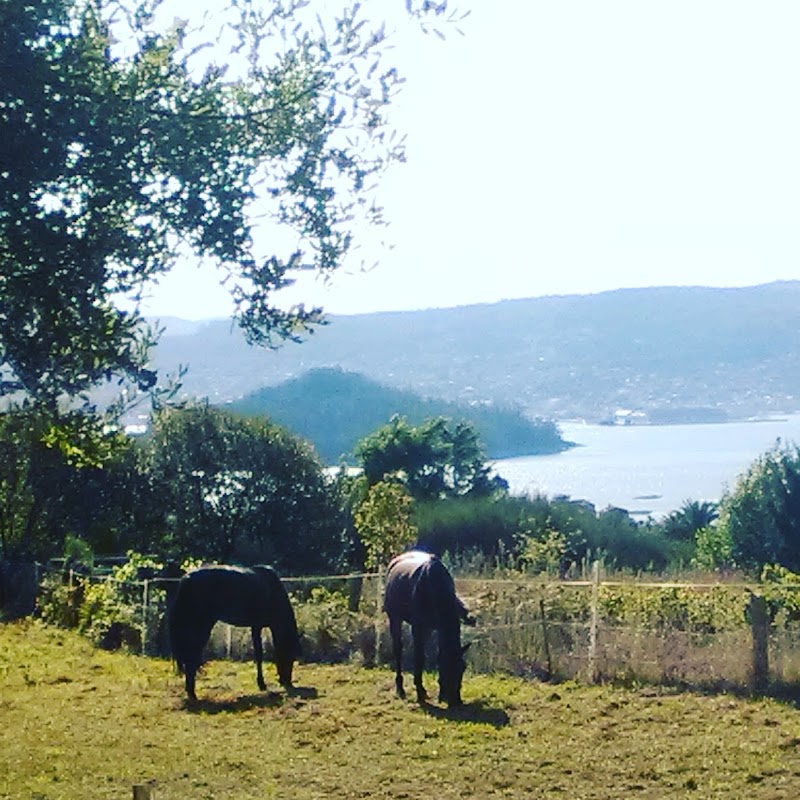 ESCUELA DE EQUITACIÓN O MARRUXAL photo 5