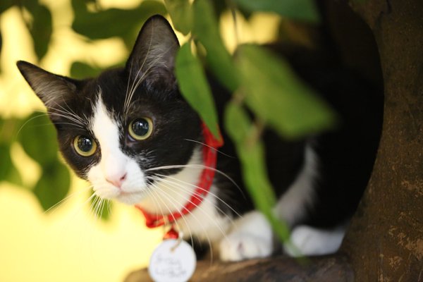 The Charming Cat Cafe