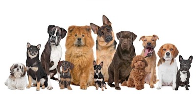 Bark of the Town Grooming