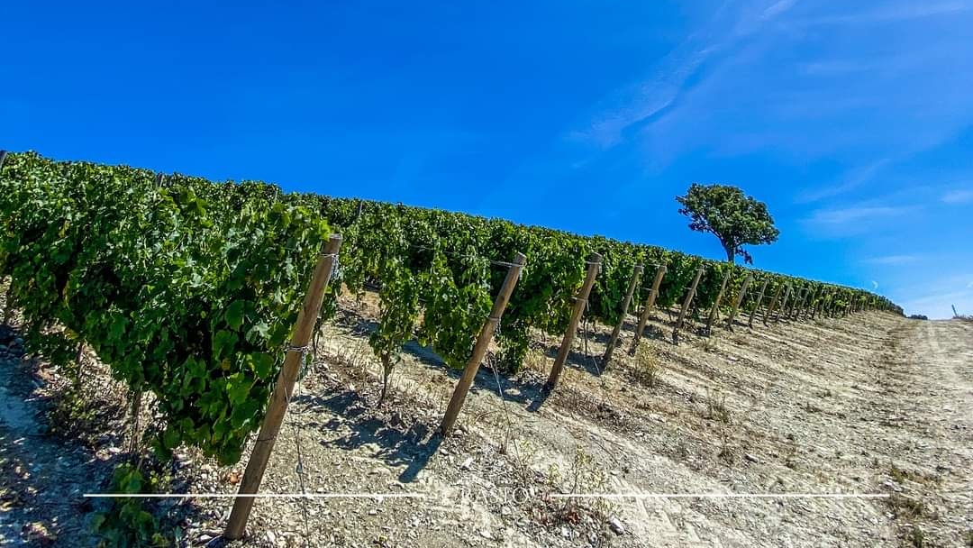 Quinta do Crasto