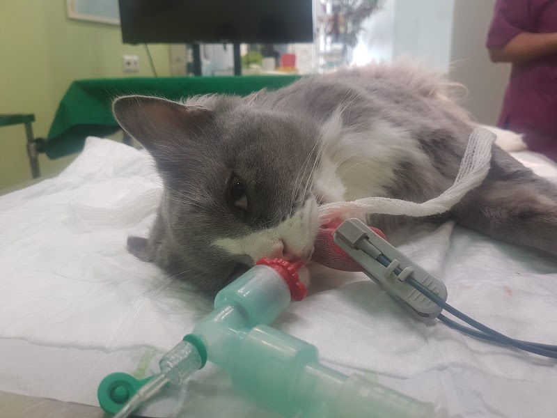 Clínica Veterinaria Sevilla