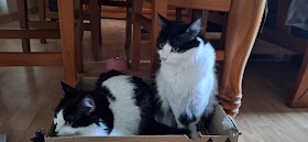 Clínica Veterinaria Zarpas Valladolid