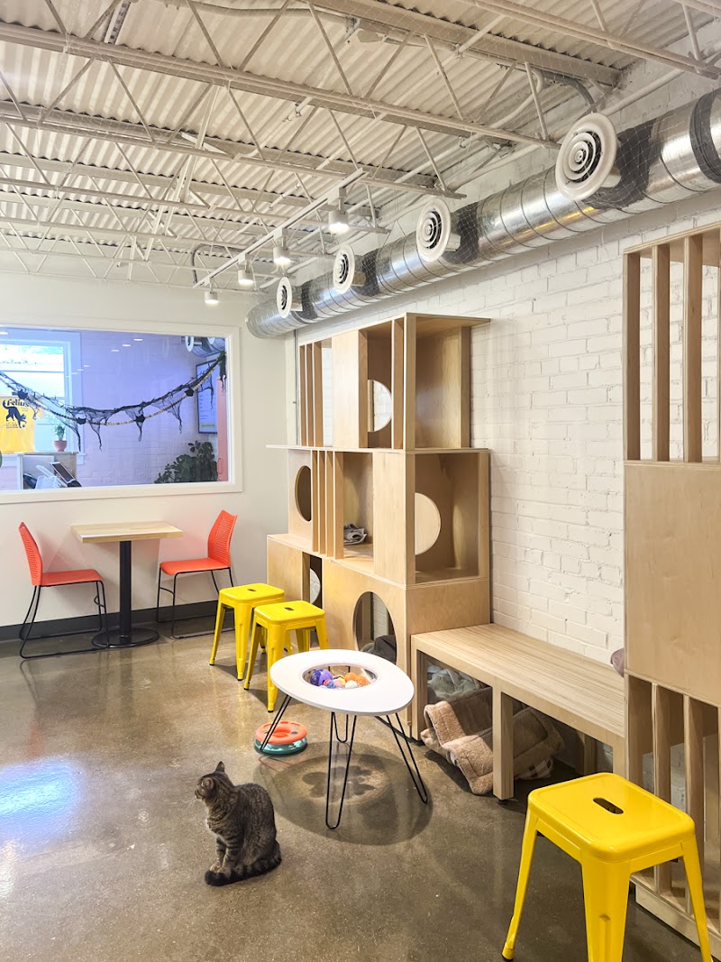 Felius Cat Café & Rescue