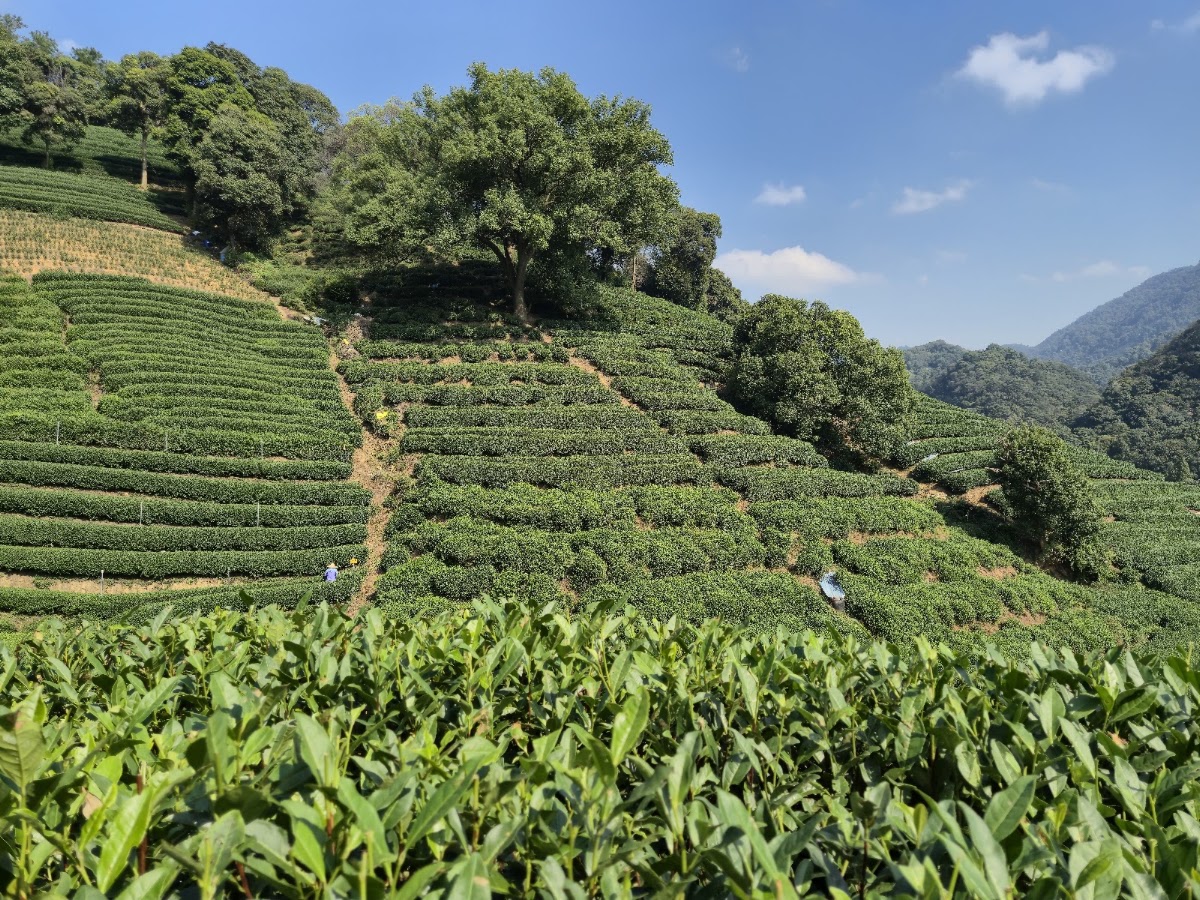 Meijiawu Tea Plantation, Hangzhou