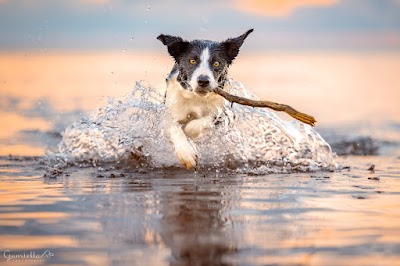 Biss- Behavior In Simple Steps dog school