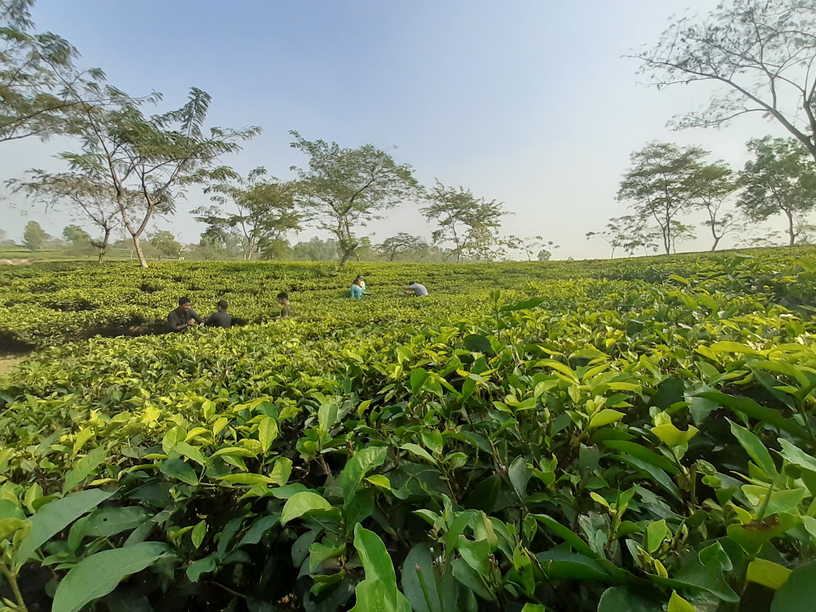 Meghli para Tea Dispensary photo 1