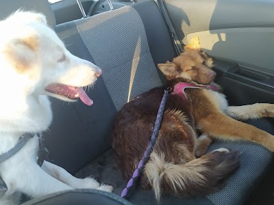 marpet - שירותי בריאות לחיות מחמד - כלבים וחתולים