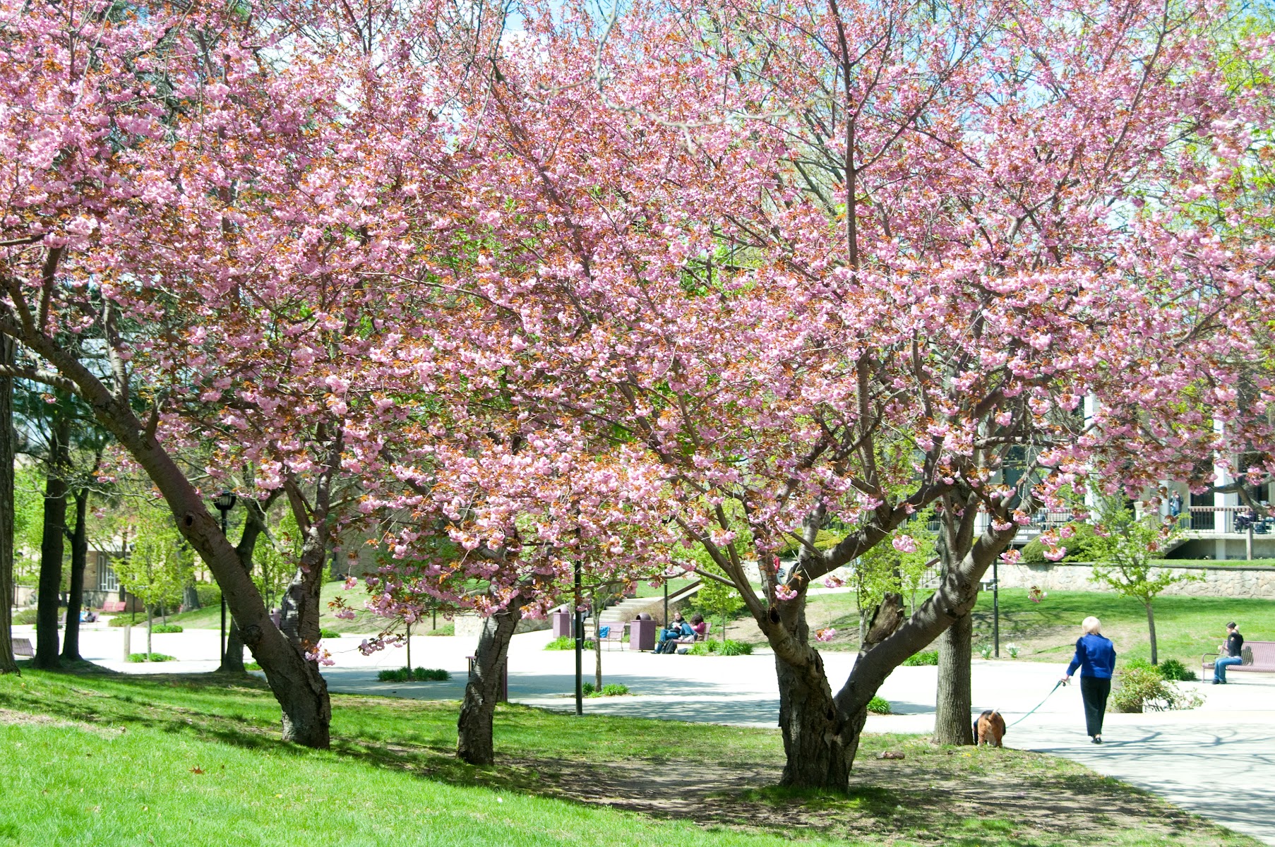 ロードアイランドカレッジ（Rhode Island College）（Providence、ロードアイランド州）