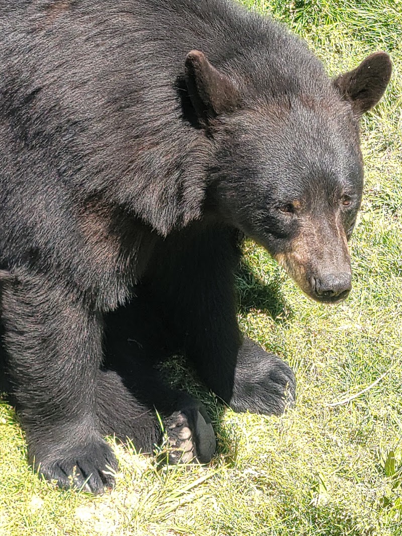 Yellowstone Bear World - Photo 2