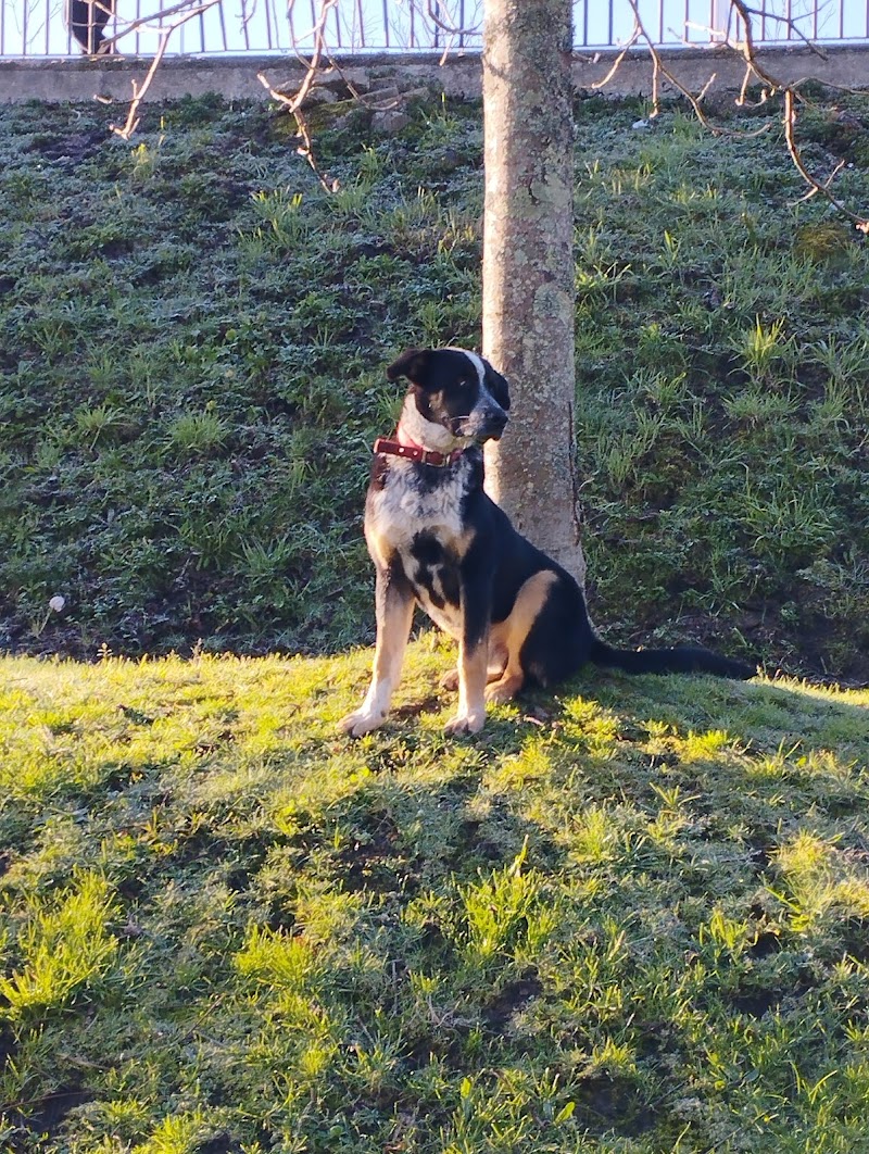 Clínica Veterinaria Loureiro Crespo photo 4