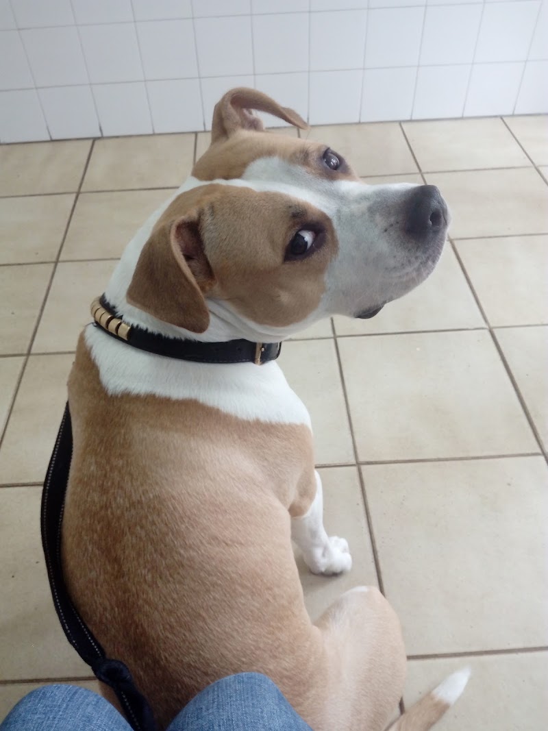 Clínica Veterinaria Loureiro Crespo photo 1