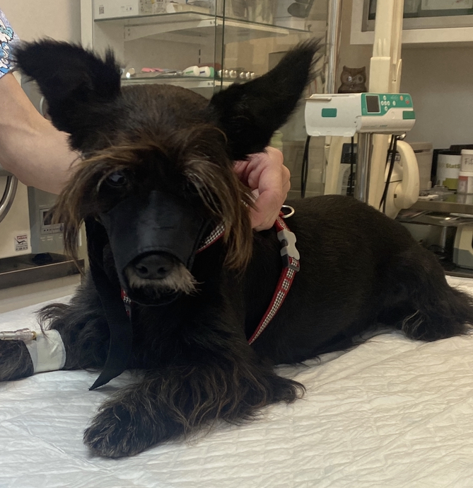 Clínica Veterinaria Loureiro Crespo photo 2