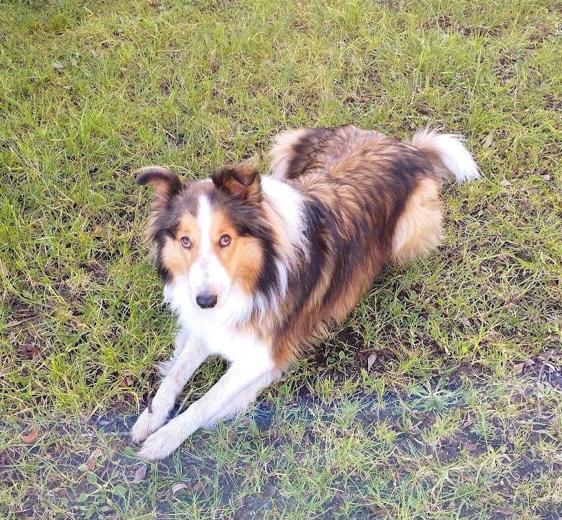 Clínica Veterinaria Loureiro Crespo photo 5