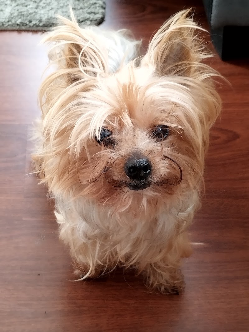 Clínica Veterinaria Loureiro Crespo photo 3