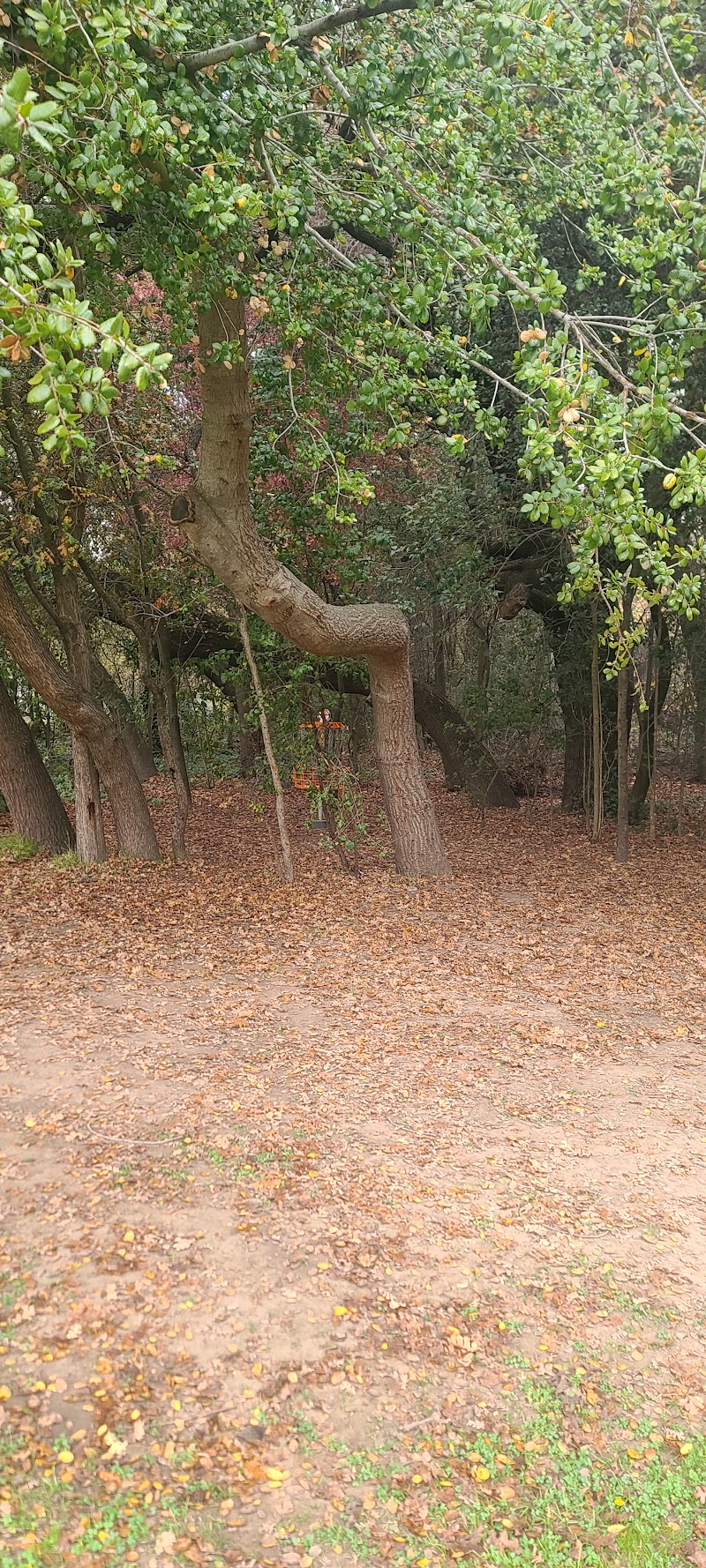 Reichmuth Disc Golf Course photo 4