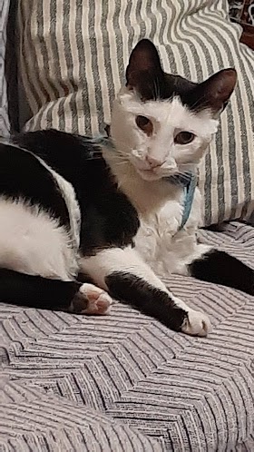 Clinica Veterinaria Benacazón