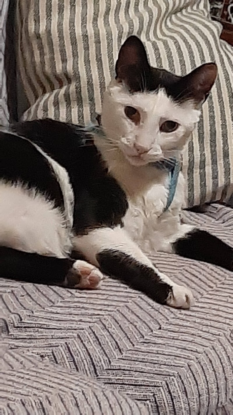 Clinica Veterinaria Benacazón