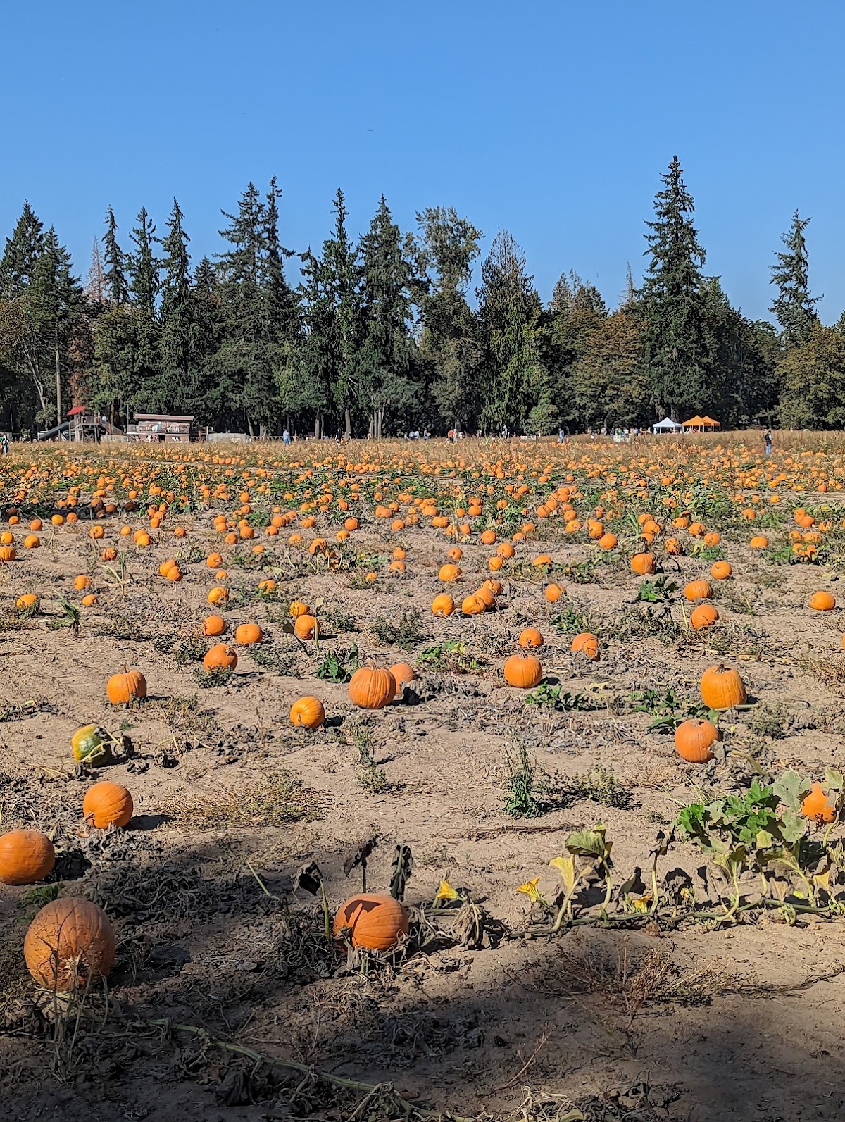Fir Point Farms