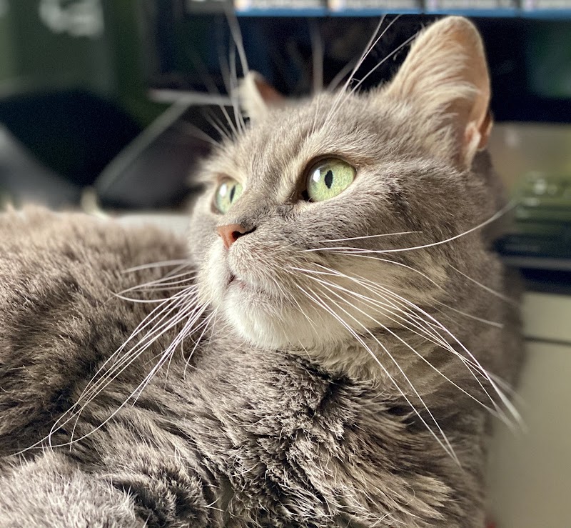 Clínica Veterinaria Quercus