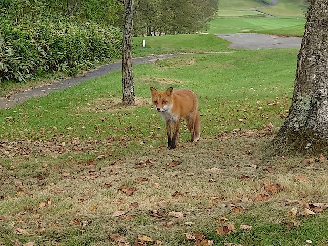 Hokkaido Dream Country Club - Photo 3