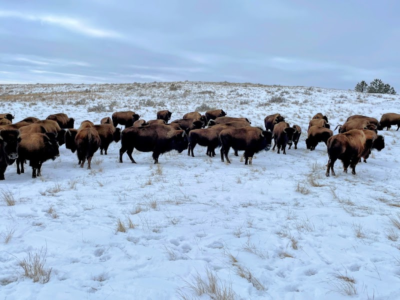 Law-Free Bison - Photo 2