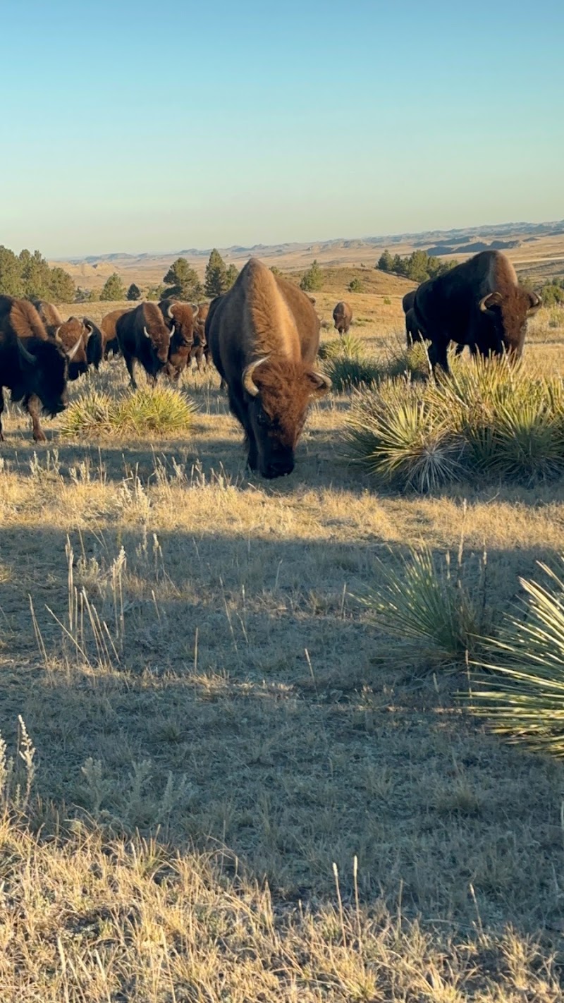 Law-Free Bison - Photo 6