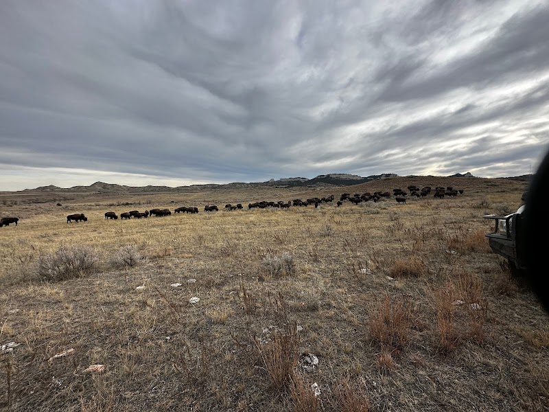 Law-Free Bison - Photo 3