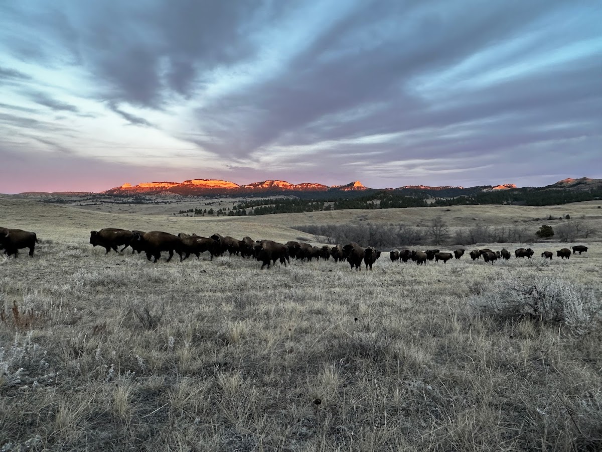 Law-Free Bison