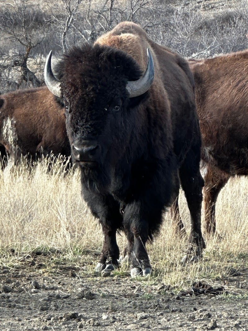 Law-Free Bison - Photo 4